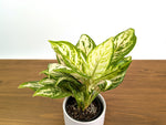 Aglaonema White Platinum