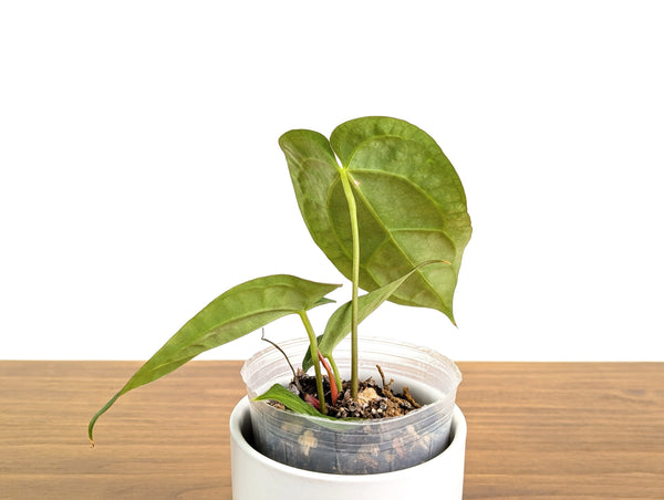 Anthurium Crystallinum x Carlablackiae