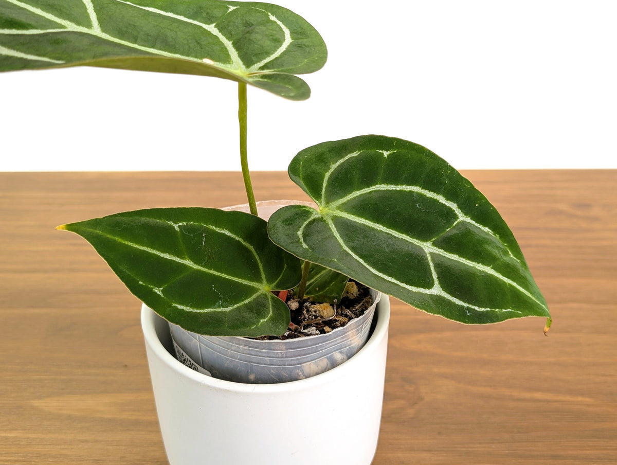 Anthurium Crystallinum x Carlablackiae