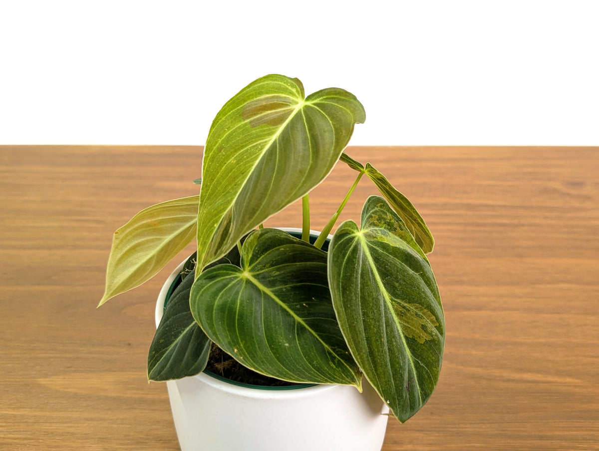 Philodendron Melanochrysum Variegated (Exact #30A) - 4" Pot