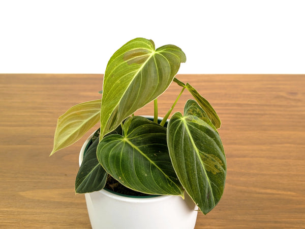 Philodendron Melanochrysum Variegated (Exact #30A) - 4" Pot