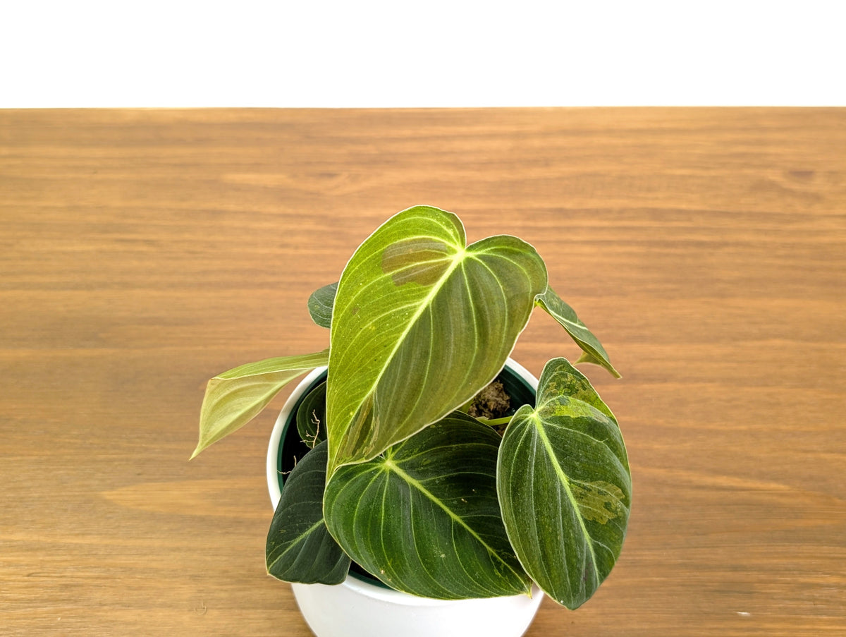 Philodendron Melanochrysum Variegated (Exact #30A) - 4" Pot