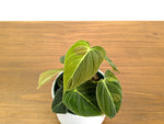 Philodendron Melanochrysum Variegated (Exact #30A) - 4" Pot