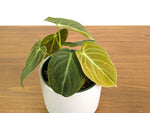 Philodendron Melanochrysum Variegated (Exact #30A) - 4" Pot