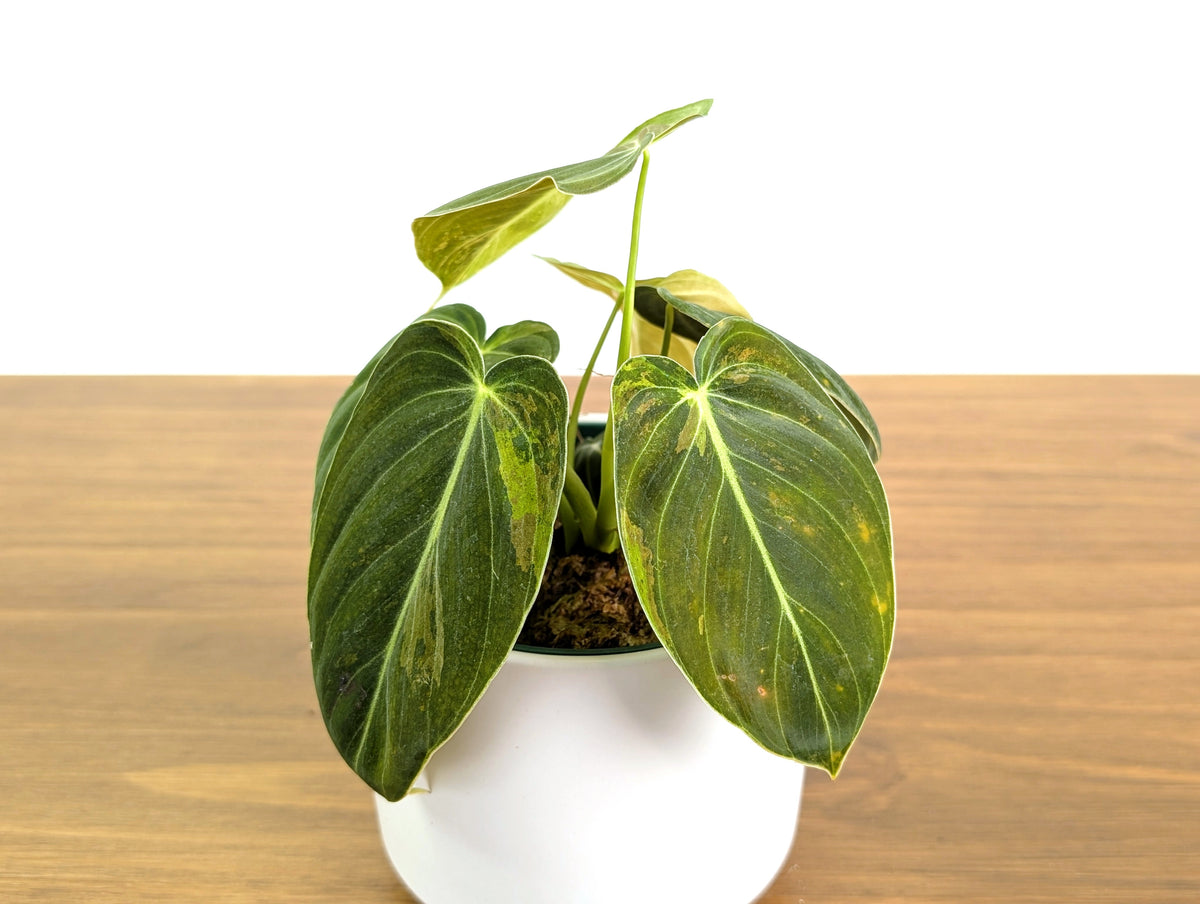 Philodendron Melanochrysum Variegated (Exact #30A) - 4" Pot