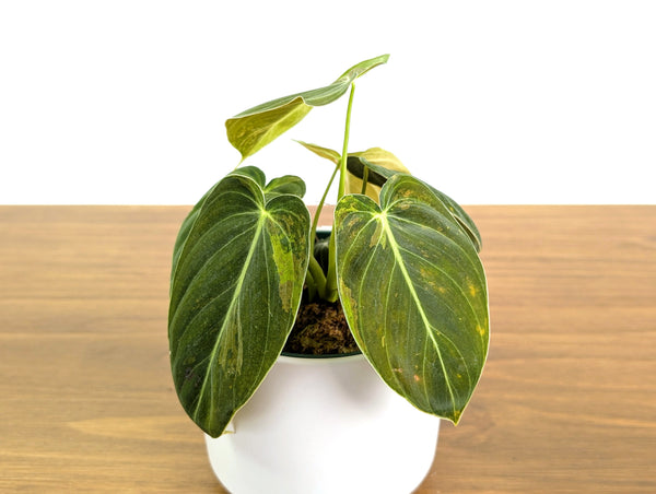 Philodendron Melanochrysum Variegated (Exact #30A) - 4" Pot