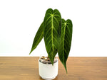 Anthurium Zamora Queen - Warocqueanum Hybrid - Exact Plant  #30A