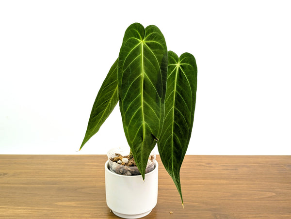 Anthurium Zamora Queen - Warocqueanum Hybrid - Exact Plant  #30A