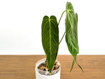 Anthurium Zamora Queen - Warocqueanum Hybrid - Exact Plant  #30A