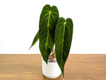 Anthurium Zamora Queen - Warocqueanum Hybrid - Exact Plant  #30A