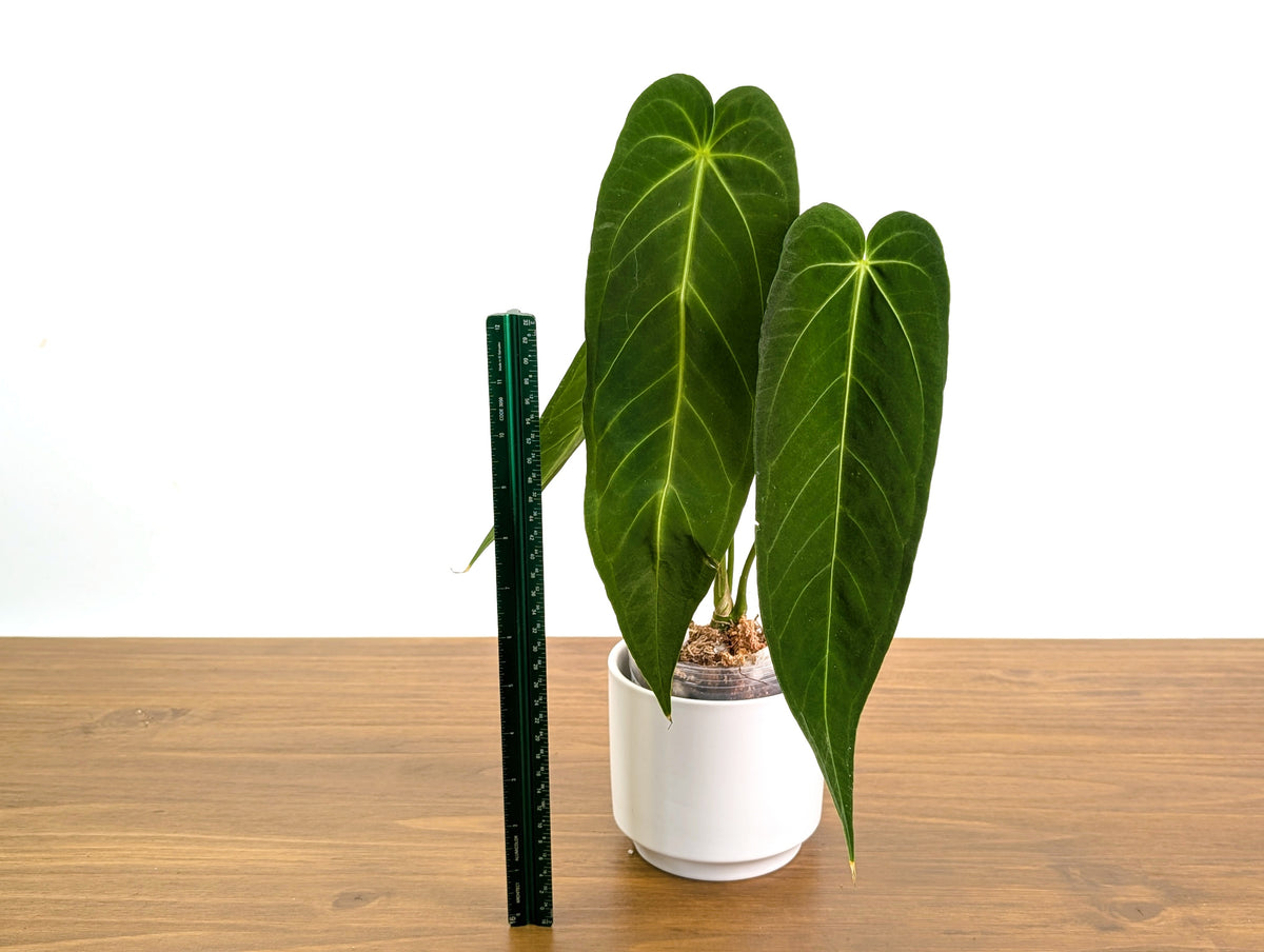 Anthurium Zamora Queen - Warocqueanum Hybrid - Exact Plant  #30A
