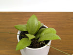 Hoya Erythrostemma Silver