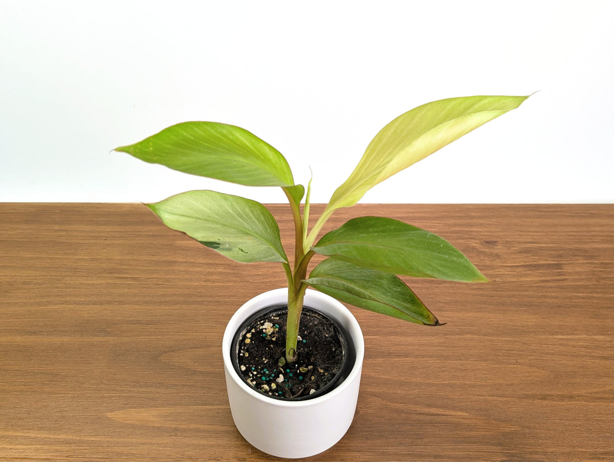 Rare Musa Nono Pink Mint Variegated Banana Plant
