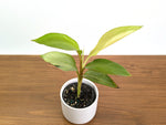 Rare Musa Nono Pink Mint Variegated Banana Plant