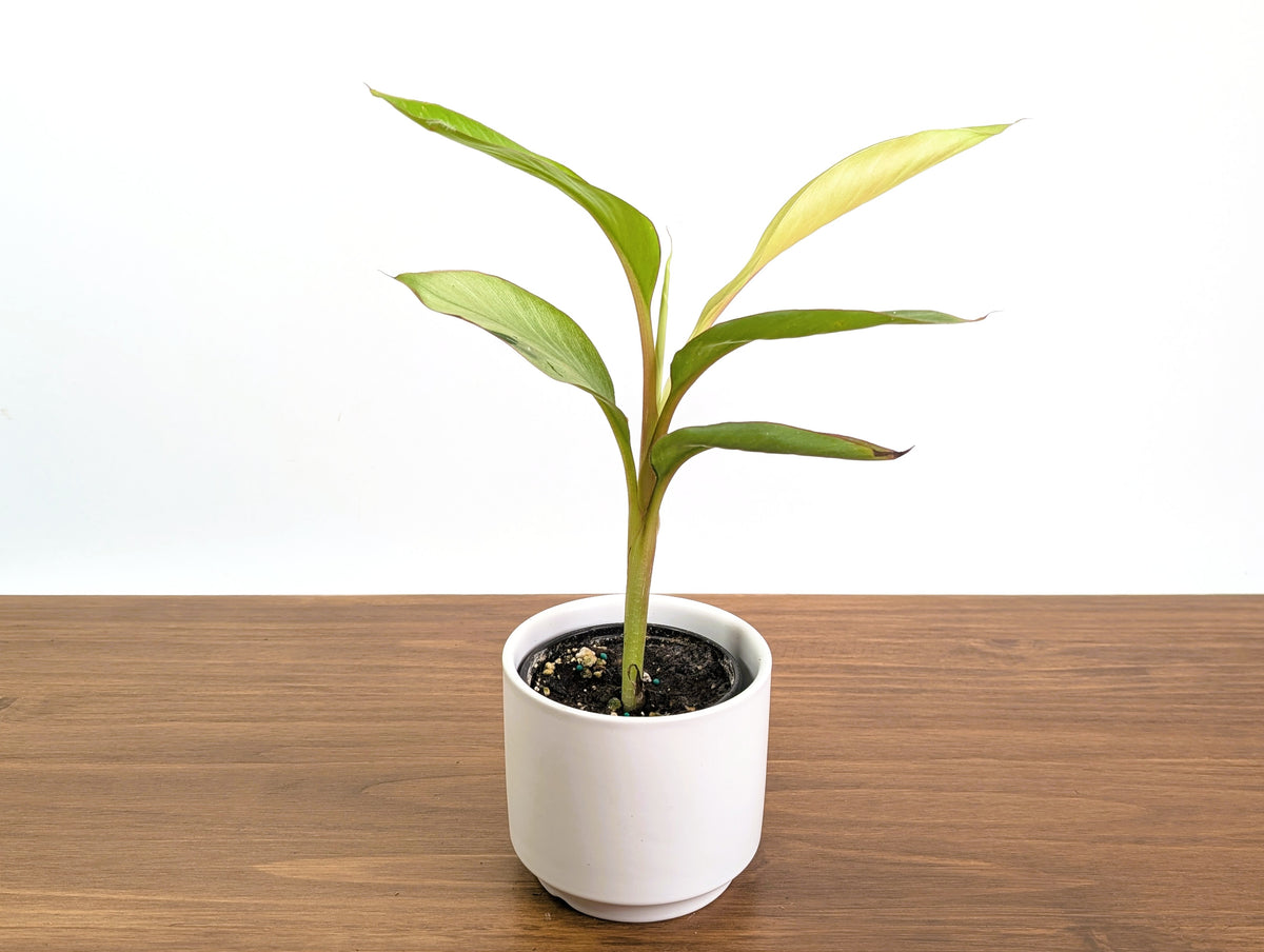 Rare Musa Nono Pink Mint Variegated Banana Plant