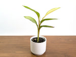 Rare Musa Nono Pink Mint Variegated Banana Plant
