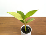 Rare Musa Nono Pink Mint Variegated Banana Plant