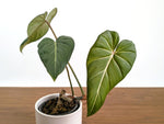 Philodendron Gloriosum x Maximum Rare Plant Exact 4" #31A