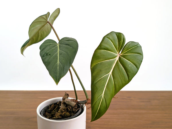 Philodendron Gloriosum x Maximum Rare Plant Exact 4" #31A