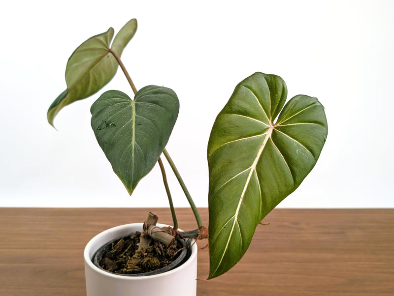 Philodendron Gloriosum x Maximum Rare Plant Exact 4" #31A
