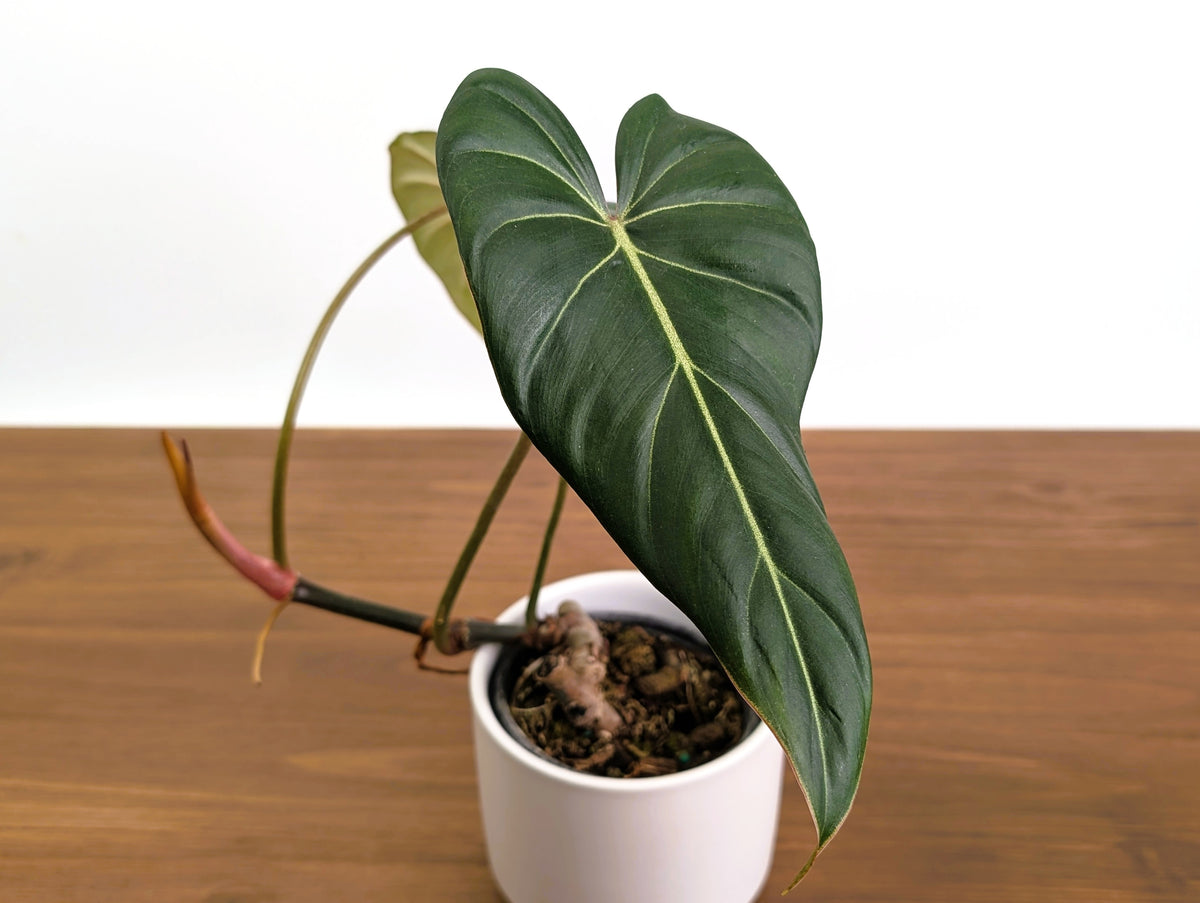 Philodendron Gloriosum x Maximum Rare Plant Exact 4" #31A