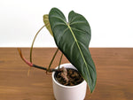 Philodendron Gloriosum x Maximum Rare Plant Exact 4" #31A