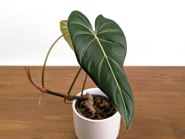 Philodendron Gloriosum x Maximum Rare Plant Exact 4" #31A
