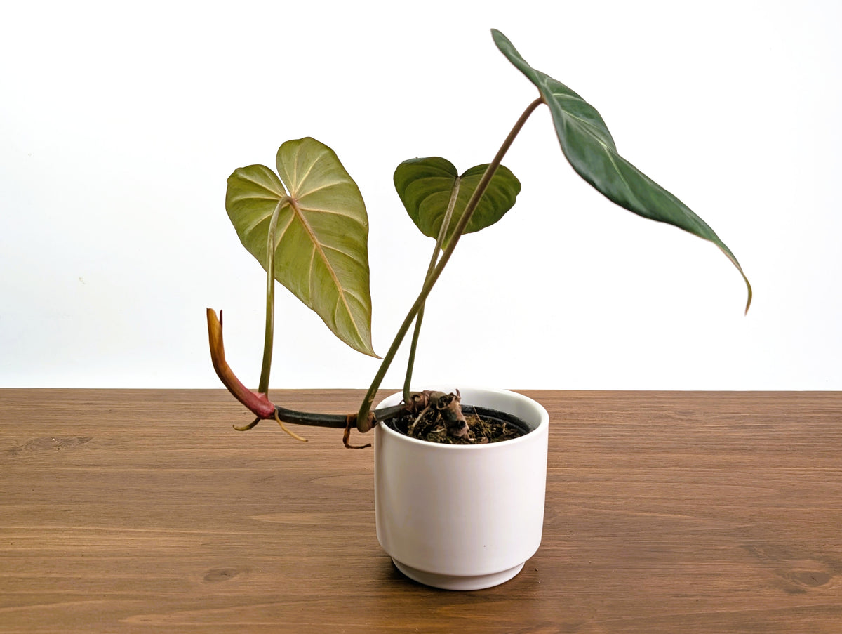 Philodendron Gloriosum x Maximum Rare Plant Exact 4" #31A