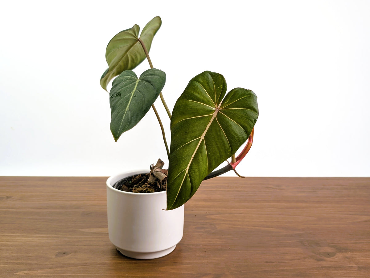 Philodendron Gloriosum x Maximum Rare Plant Exact 4" #31A