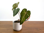 Philodendron Gloriosum x Maximum Rare Plant Exact 4" #31A