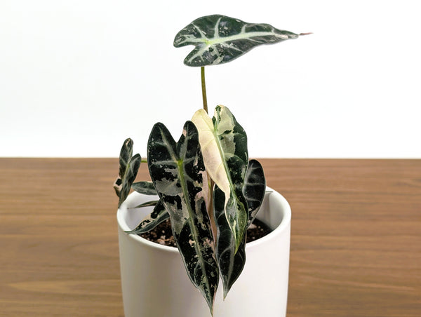 Alocasia Bambino Variegated - 4" Exact Plant #31A