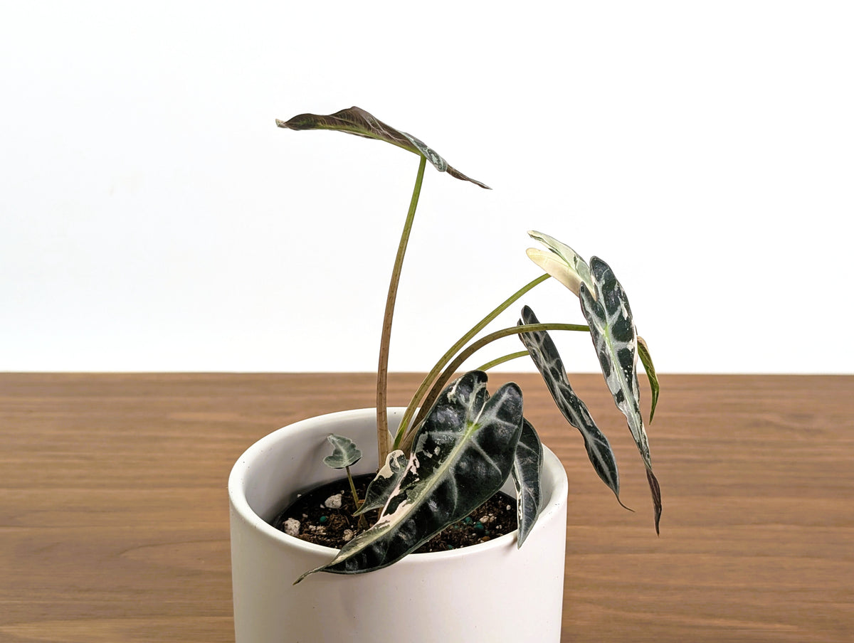 Alocasia Bambino Variegated - 4" Exact Plant #31A