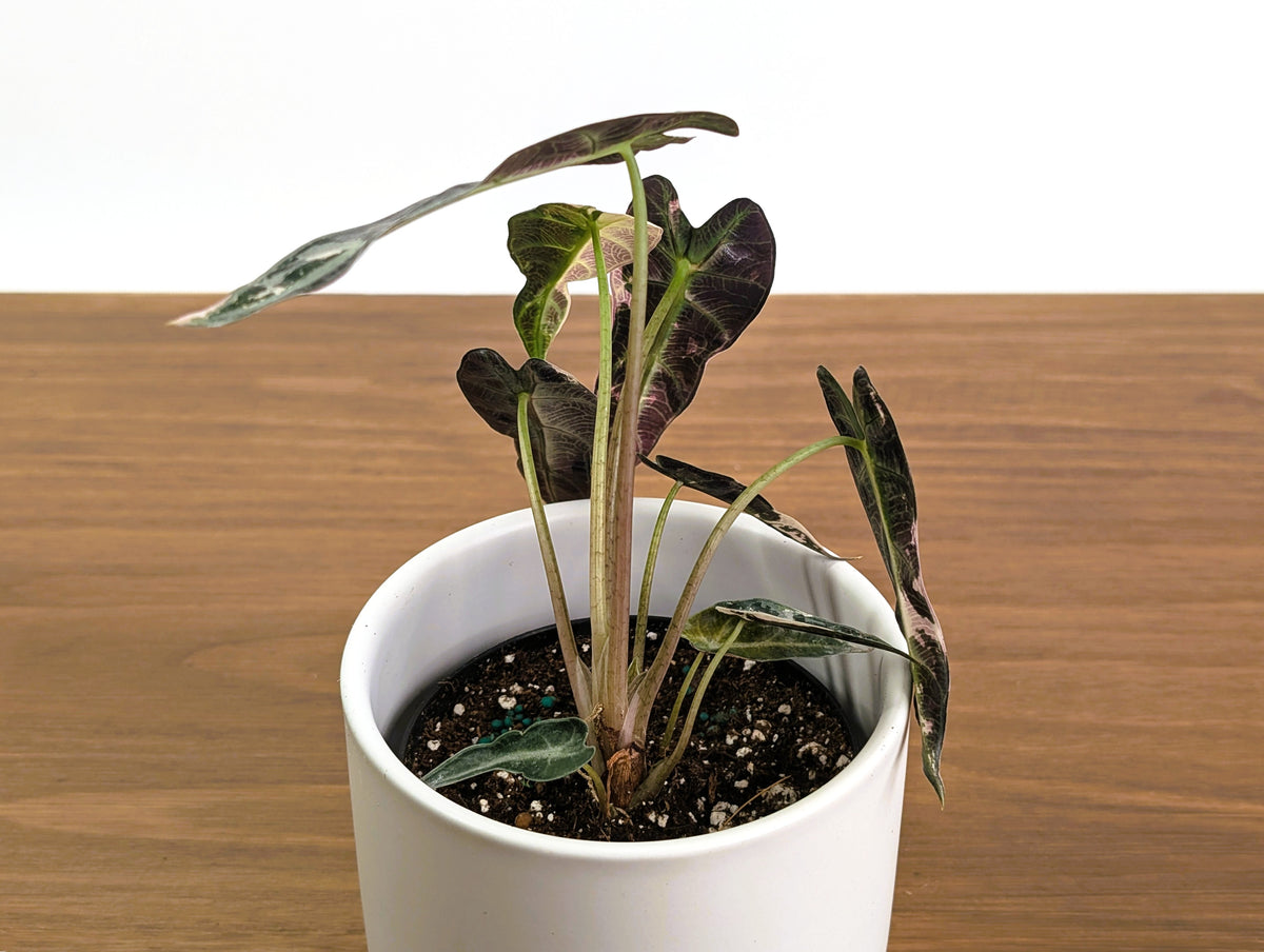 Alocasia Bambino Variegated - 4" Exact Plant #31A