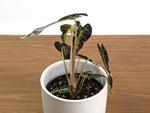 Alocasia Bambino Variegated - 4" Exact Plant #31A