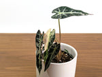 Alocasia Bambino Variegated - 4" Exact Plant #31A