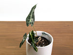 Alocasia Bambino Variegated - 4" Exact Plant #31B