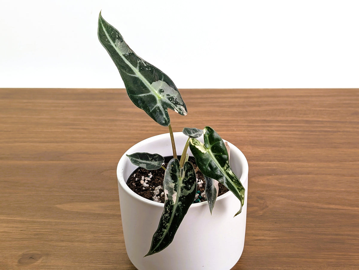 Alocasia Bambino Variegated - 4" Exact Plant #31B