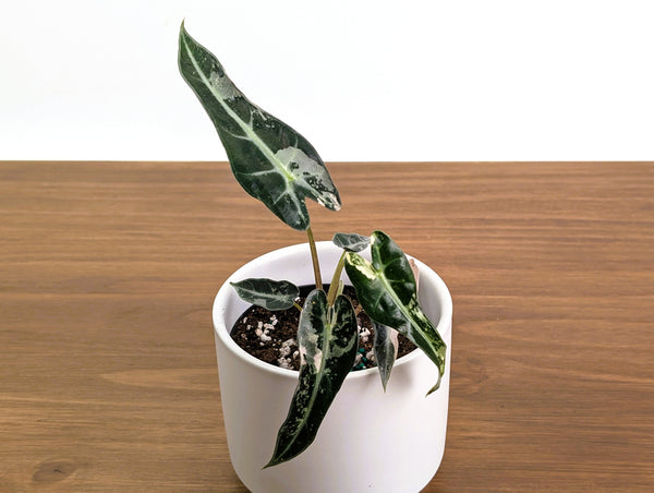 Alocasia Bambino Variegated - 4" Exact Plant #31B
