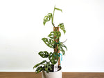 Monstera Adansonii Mottled Variegated - Exact 6" Plant #31A