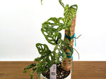 Monstera Adansonii Mottled Variegated - Exact 6" Plant #31A