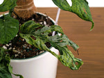 Monstera Adansonii Mottled Variegated - Exact 6" Plant #31A