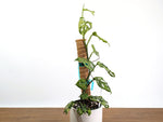 Monstera Adansonii Mottled Variegated - Exact 6" Plant #31A