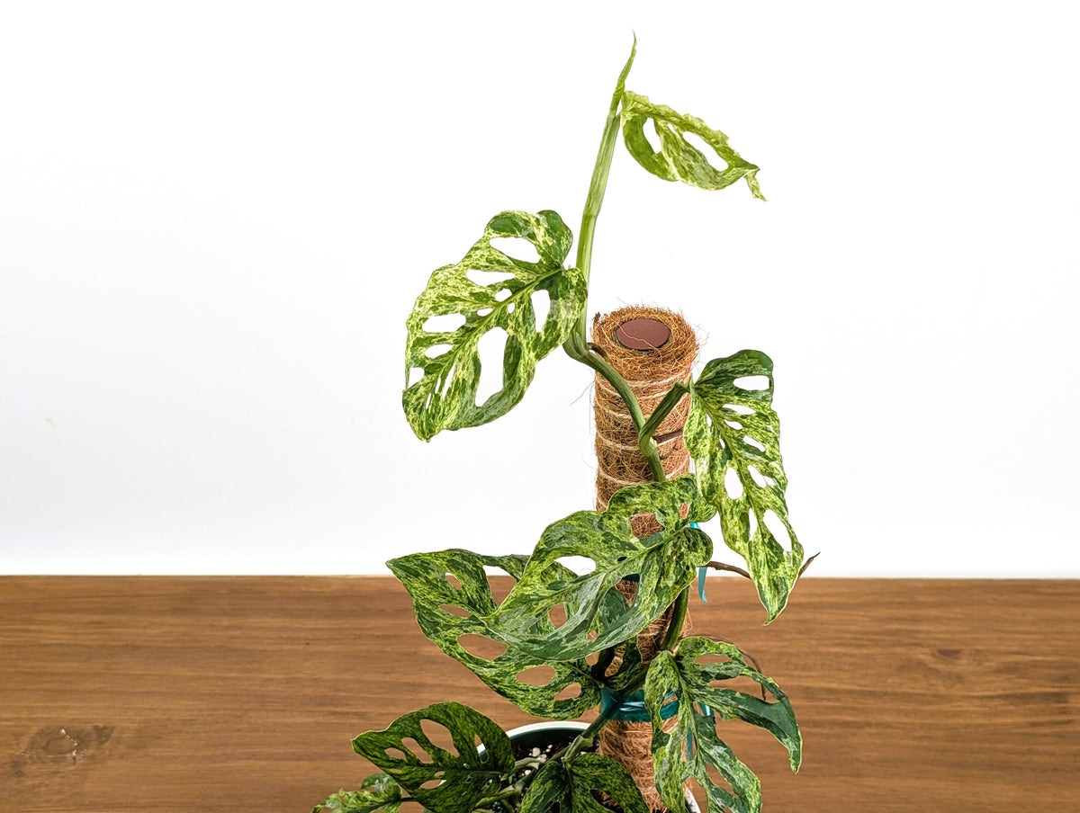 Monstera Adansonii Mottled Variegated - Exact 6" Plant #31A