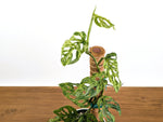 Monstera Adansonii Mottled Variegated - Exact 6" Plant #31A