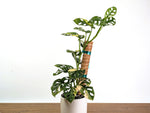Monstera Adansonii Albo & Aurea Variegated - Exact 6" Plant #31A