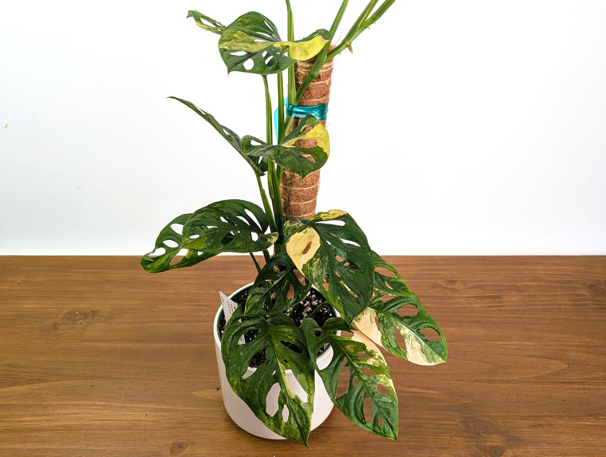 Monstera Adansonii Albo & Aurea Variegated - Exact 6" Plant #31A