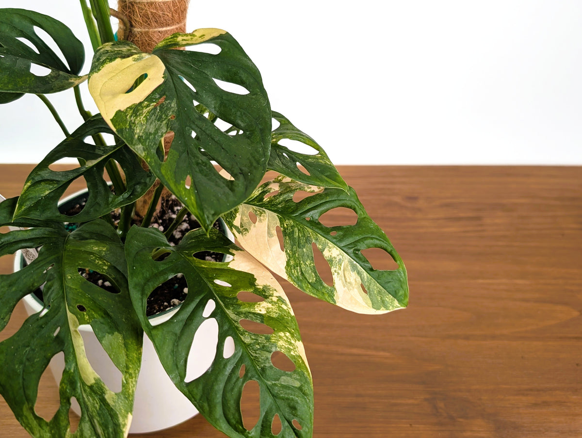 Monstera Adansonii Albo & Aurea Variegated - Exact 6" Plant #31A