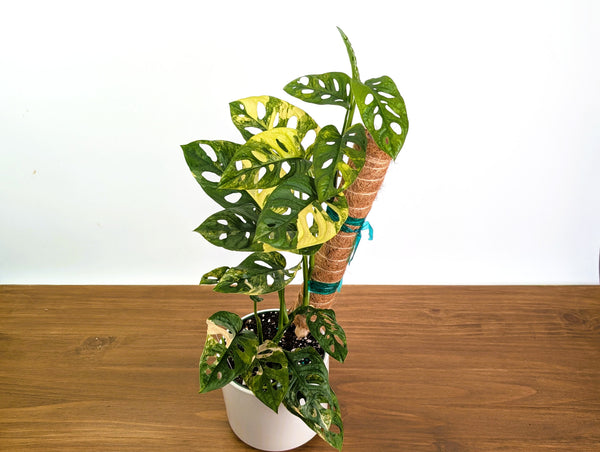 Monstera Adansonii Albo & Aurea Variegated - Exact 6" Plant #31B