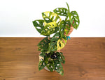 Monstera Adansonii Albo & Aurea Variegated - Exact 6" Plant #31B
