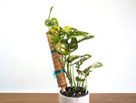 Monstera Adansonii Albo & Aurea Variegated - Exact 6" Plant #31B
